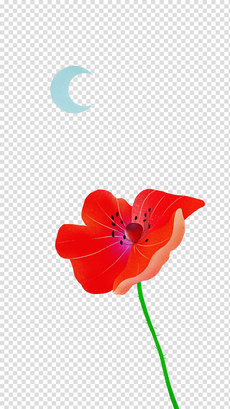 plant stem flower coquelicot petal flora, Poppy Family, Plants, Plant Structure, Biology, Science transparent background PNG clipart