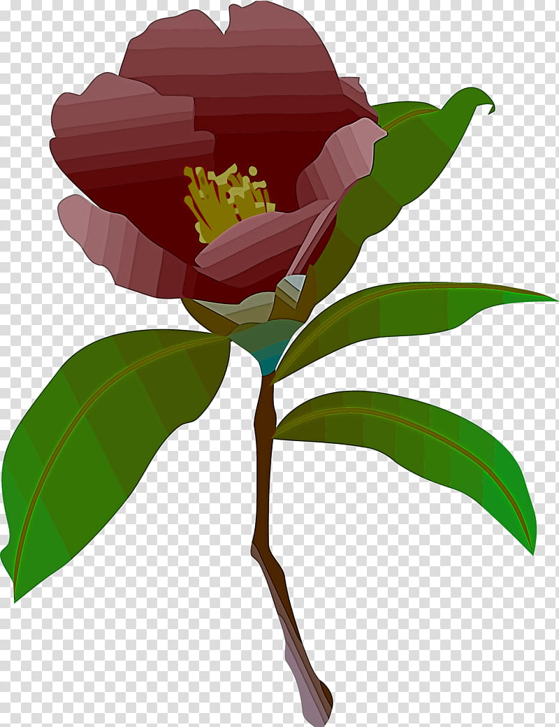 flower plant common peony leaf chinese peony, Petal, Wild Peony, Japanese Camellia, Theaceae, Plant Stem, Magnolia transparent background PNG clipart