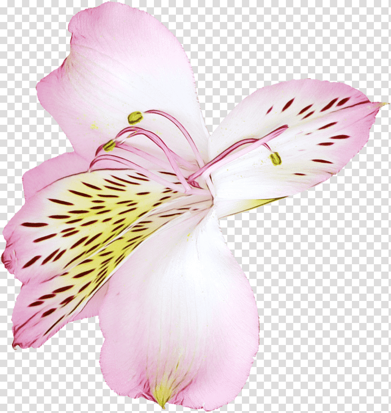 Floral design, Watercolor, Paint, Wet Ink, Tiger Lily, Flower, Orange Lily transparent background PNG clipart