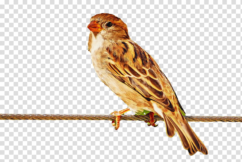 bird, Beak, Sparrow, Songbird, Emberizidae, House Sparrow, Finch, Savannah Sparrow transparent background PNG clipart