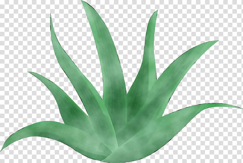 Aloe Vera Leaf, Agave, Inav Dbx Msci Ac World Sf, Plant Stem, Plants, Aloes, Green, Terrestrial Plant transparent background PNG clipart