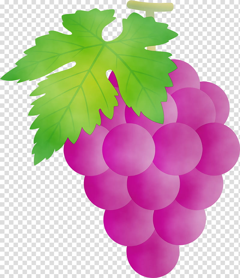 grape seedless fruit grapevine family leaf green, Grapes, Watercolor, Paint, Wet Ink, Vitis, Plant, Grape Leaves transparent background PNG clipart