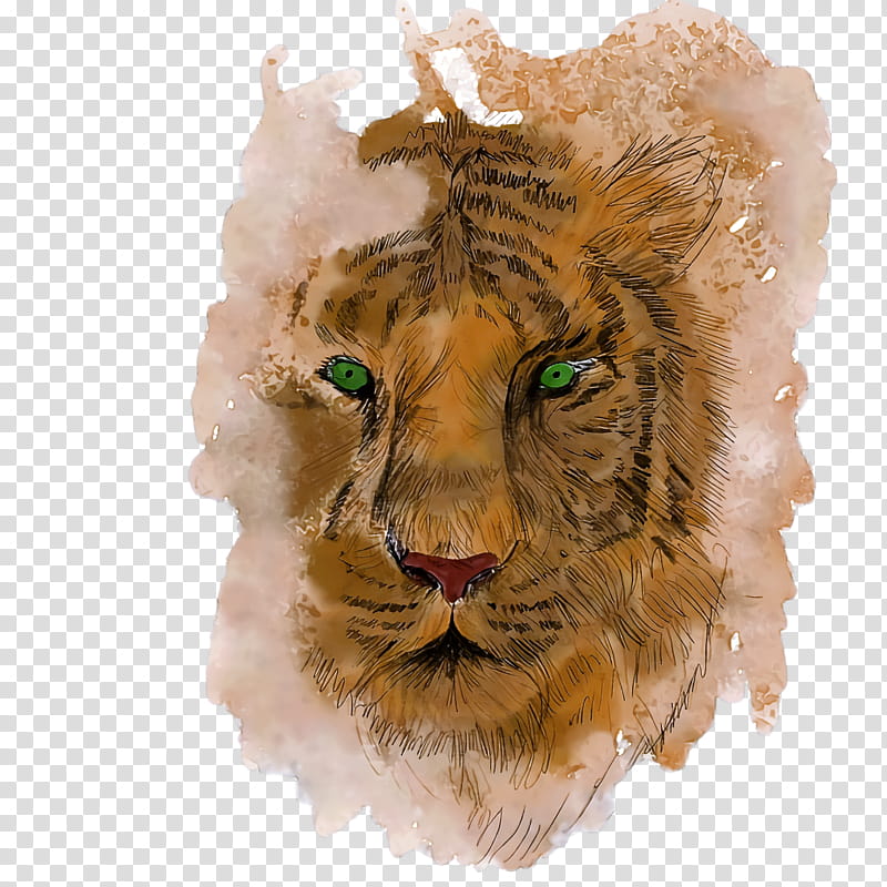 lion tiger drawing sketch cat, Whiskers transparent background PNG clipart