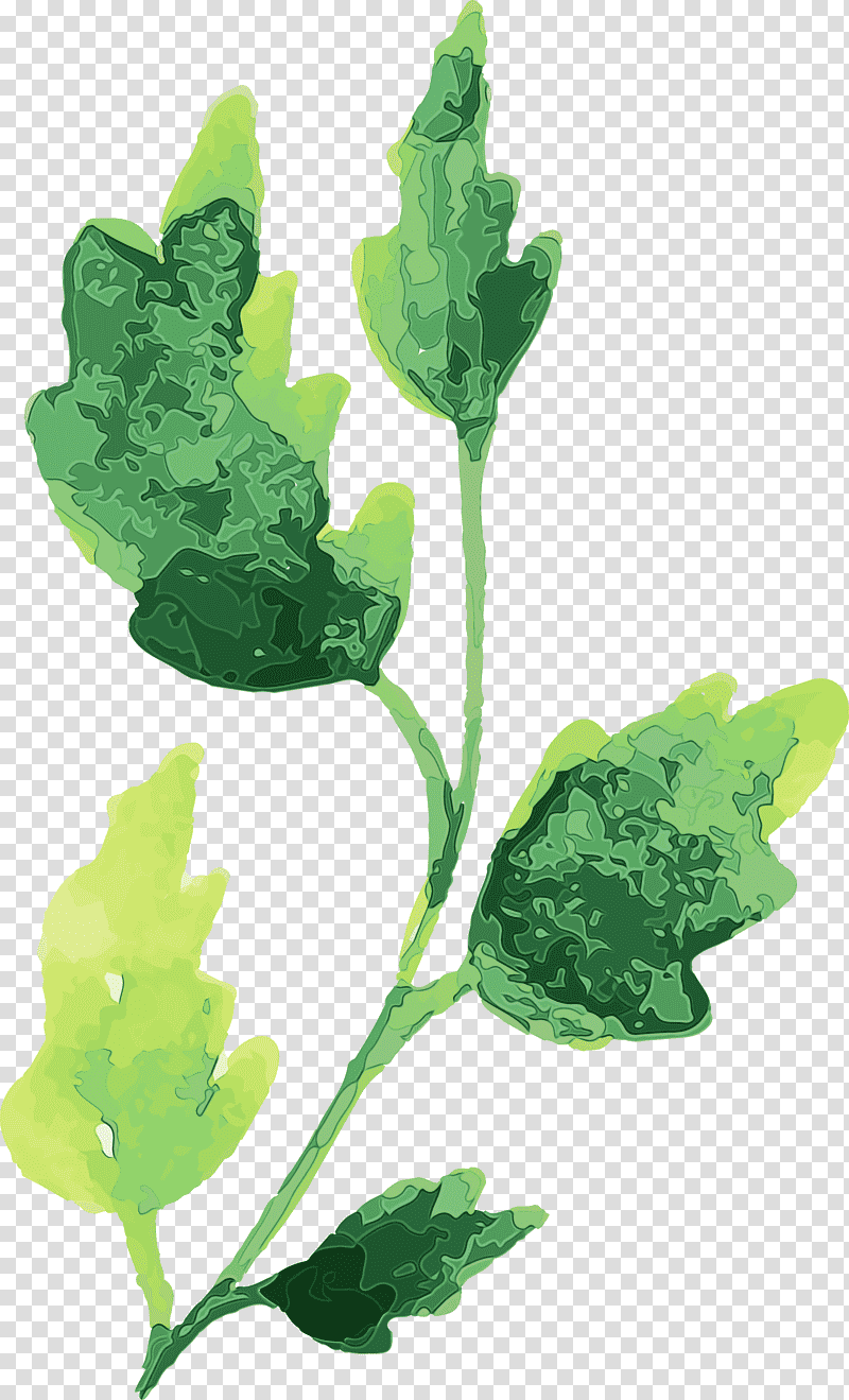 leaf plant stem spring greens herb plants, Watercolor Autumn, Watercolor Autumn Leaf, Watercolor Leaf, Paint, Wet Ink, Plant Structure transparent background PNG clipart