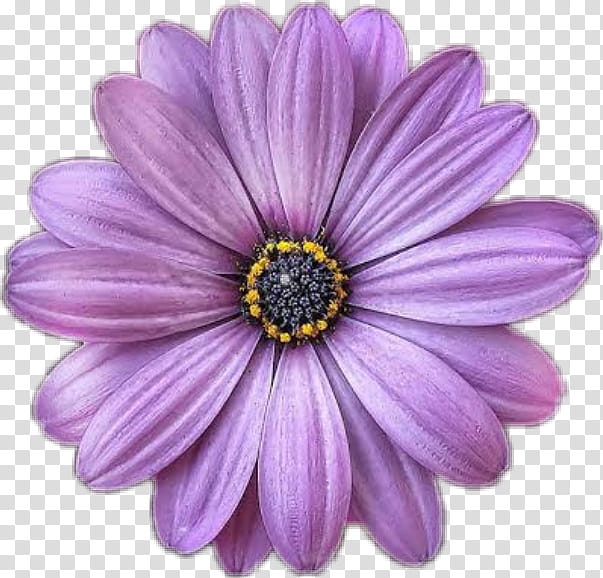Lavender, African Daisy, Petal, Purple, Violet, Flower, Plant, Lilac transparent background PNG clipart