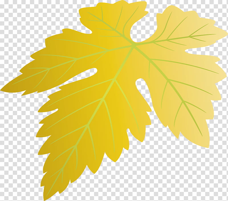 Grapes Leaf leaf, Tree, Yellow, Maple Leaf, Plant, Black Maple, Grape Leaves, Plane transparent background PNG clipart