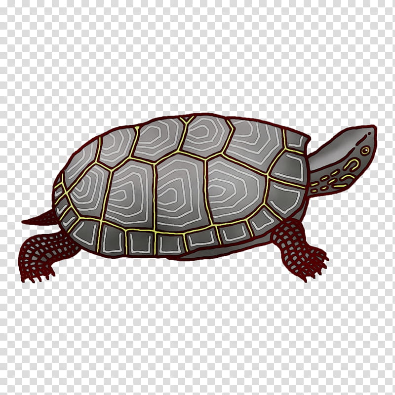 box turtles sea turtle tortoise turtles sea, Watercolor, Paint, Wet Ink, Science, Biology, Reptiles transparent background PNG clipart