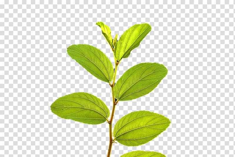 leaf plant stem herbal medicine herb tree, Plants, Plant Structure, Biology, Science transparent background PNG clipart