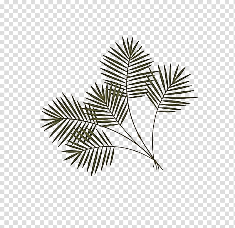 Fern, Leaf, Tree, Branch, Plant, White Pine, Twig, Woody Plant transparent background PNG clipart