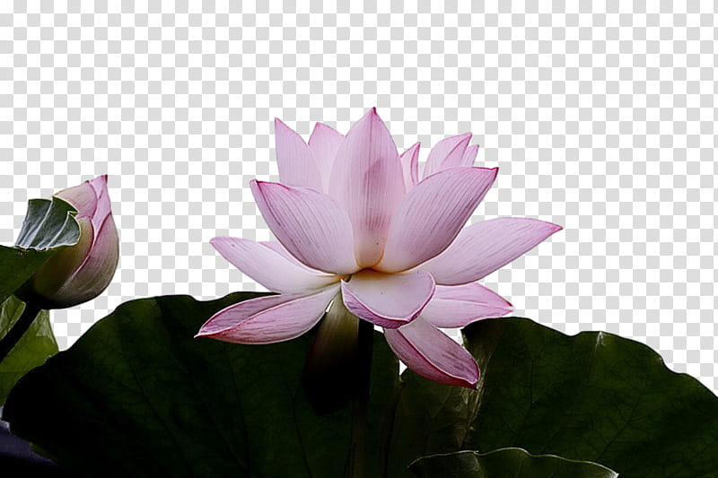 sacred lotus nelumbonaceae petal flora flower, Proteales transparent background PNG clipart