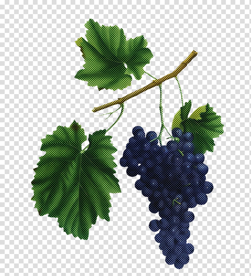 grape grape leaves grapevines common grape vine leaf, Fruit, Biology, Plants, Plant Structure, Science transparent background PNG clipart