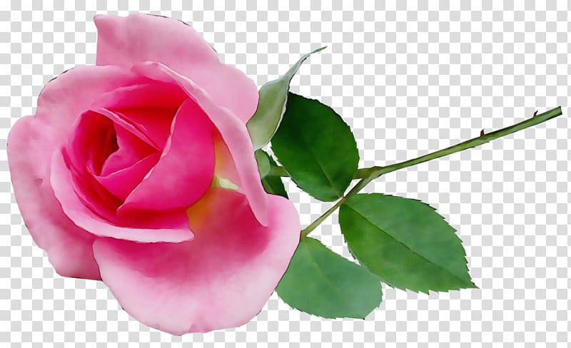 Garden roses, Watercolor, Paint, Wet Ink, Cabbage Rose, Floribunda, Plant Stem, Cut Flowers transparent background PNG clipart Garden roses, Watercolor, Paint, Wet Ink, Cabbage Rose, Floribunda, Plant Stem, Cut Flowers transparent background PNG clipart