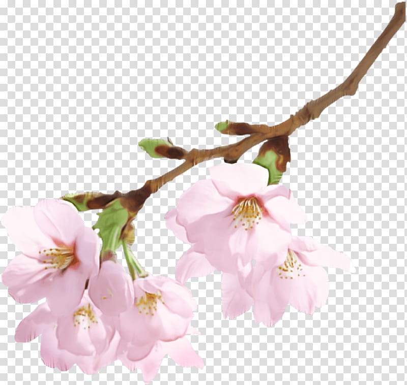 Cherry blossom, Flower, Plant, Branch, Twig, Pink, Petal, Spring transparent background PNG clipart
