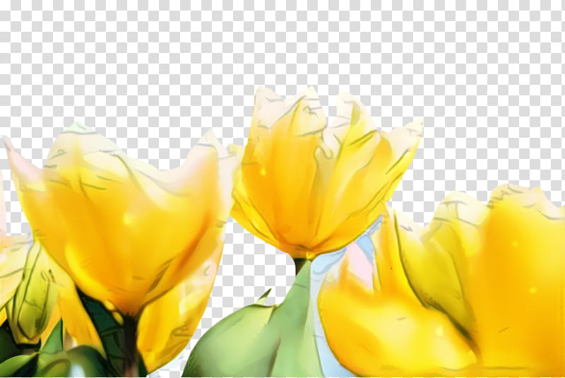 Lily Flower, Tulip, Flora, Blossom, Yellow, Computer, Petal, Spring Framework transparent background PNG clipart