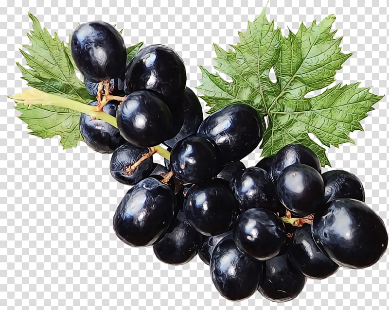 grape zante currant blueberry vegetarian cuisine bilberry, Watercolor, Paint, Wet Ink, Superfood, Huckleberry, Fruit, Seedless Fruit transparent background PNG clipart