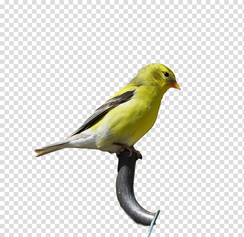 Feather, Domestic Canary, Old World Orioles, American Sparrows, Beak, European Goldfinch, New World Orioles transparent background PNG clipart