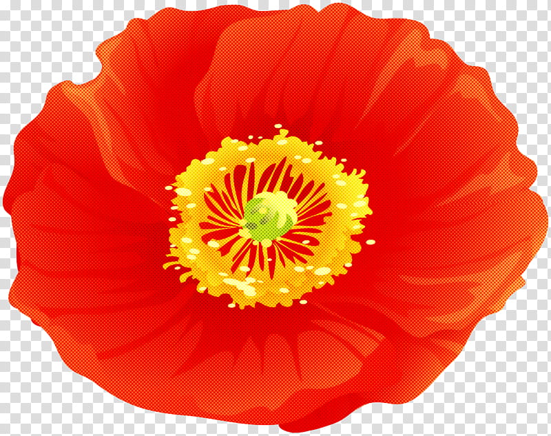 Orange, Flower, Petal, Red, Plant, Poppy Family, Oriental Poppy, Corn Poppy transparent background PNG clipart
