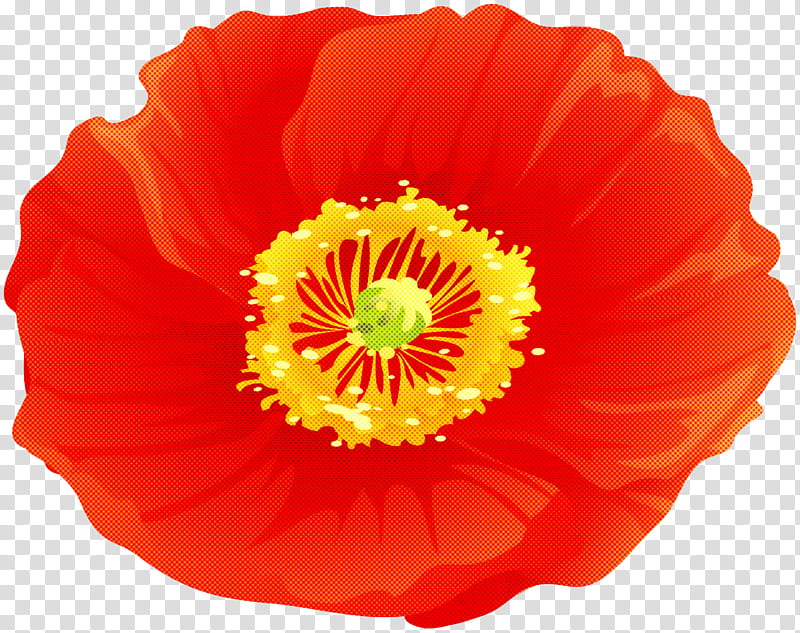 Orange, Flower, Petal, Red, Plant, Poppy Family, Oriental Poppy, Corn ...