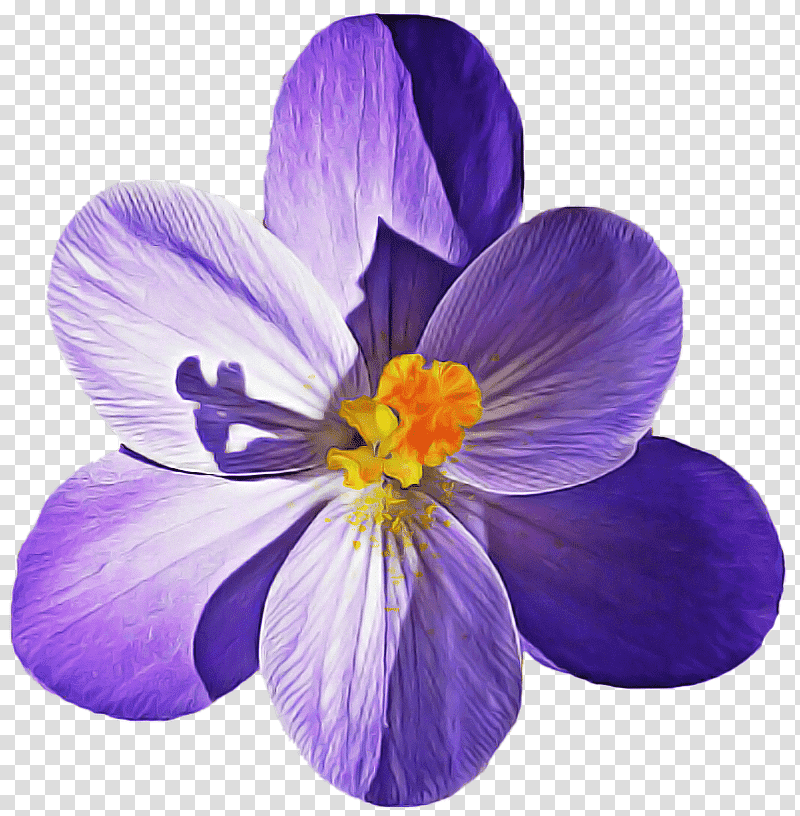 Lavender, Crocus, Saffron, Crocus M, Lilac M, Petal, Spring transparent background PNG clipart