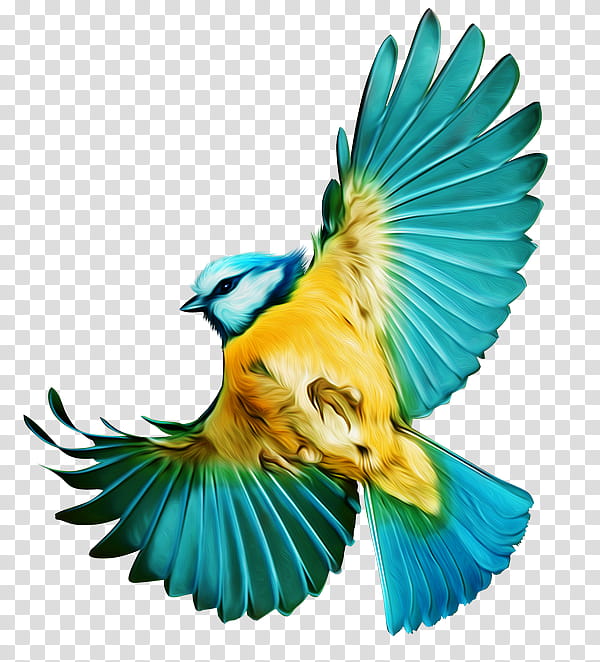 Bird Parrot, Flight, Budgerigar, Feather, Beak, Bird Flight, Macaws ...