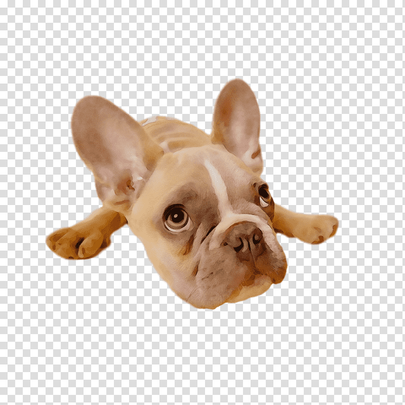 French Bulldog, Watercolor, Paint, Wet Ink, Beauceron, Toy Bulldog, Puppy transparent background PNG clipart