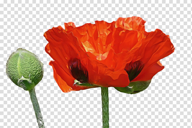 spring flower spring floral flowers, Oriental Poppy, Petal, Orange, Plant, Red, Poppy Family, Coquelicot transparent background PNG clipart