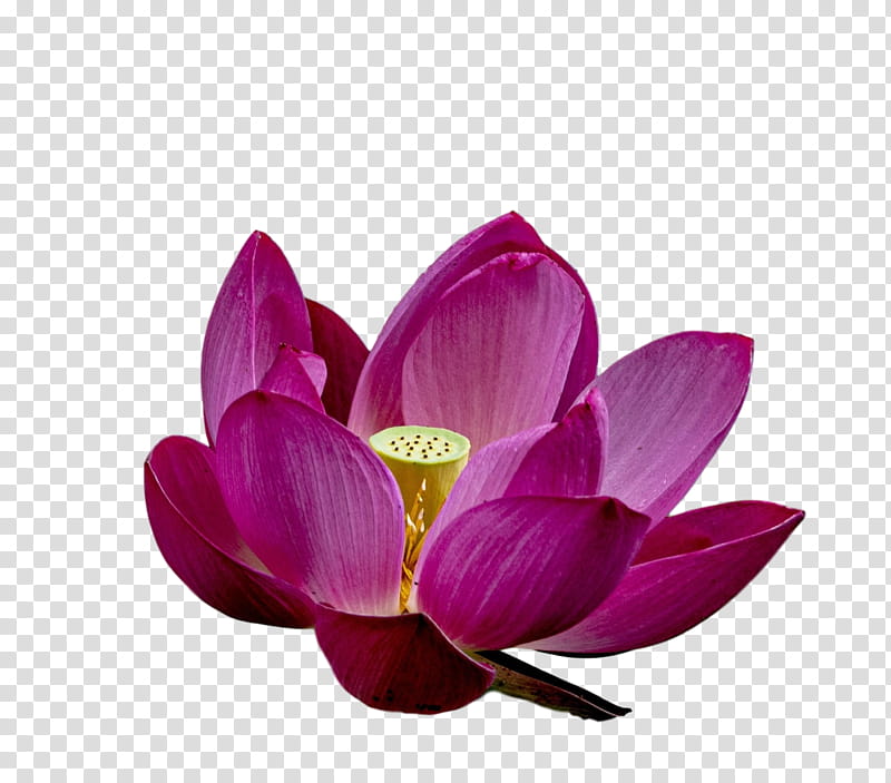 Lotus Flower Summer Flower, Sacred Lotus, Purple, Lotusm transparent background PNG clipart