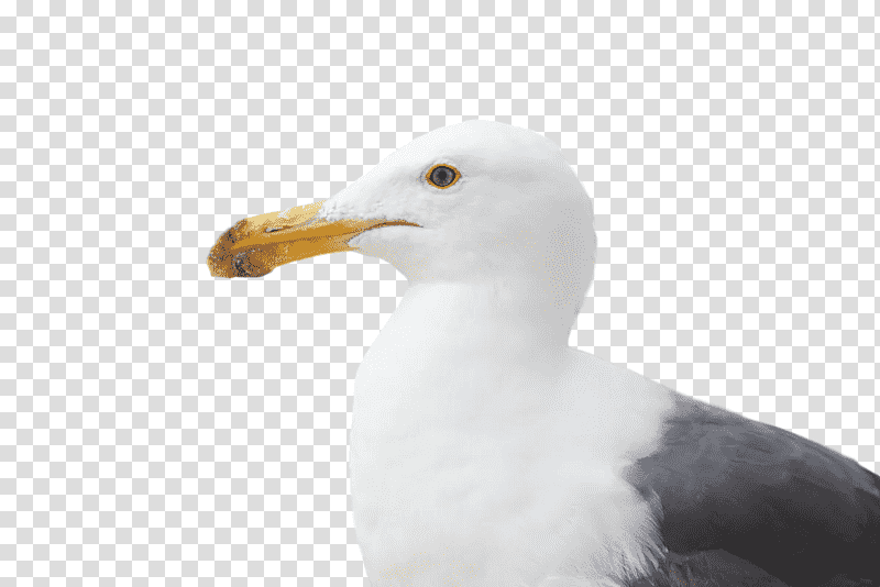 Feather, Shorebirds, Gull, Great Blackbacked Gull, Albatrosses, Beak, Lesser Blackbacked Gull transparent background PNG clipart