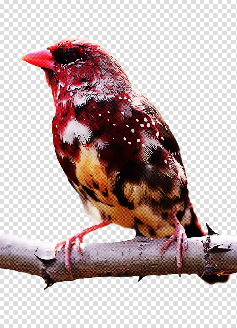 bird, Birds, Fringilla, Finches, Beak, Species, White, Red transparent background PNG clipart