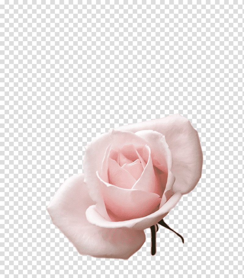 Garden roses, Cut Flowers, Rose Family, Cabbage Rose, Petal, Closeup transparent background PNG clipart
