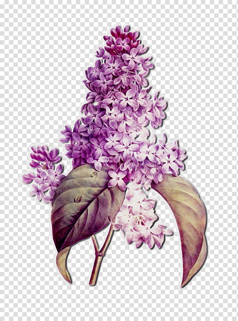lilac flower lilac plant purple, Watercolor, Paint, Wet Ink, Violet, Buddleia, Cut Flowers transparent background PNG clipart