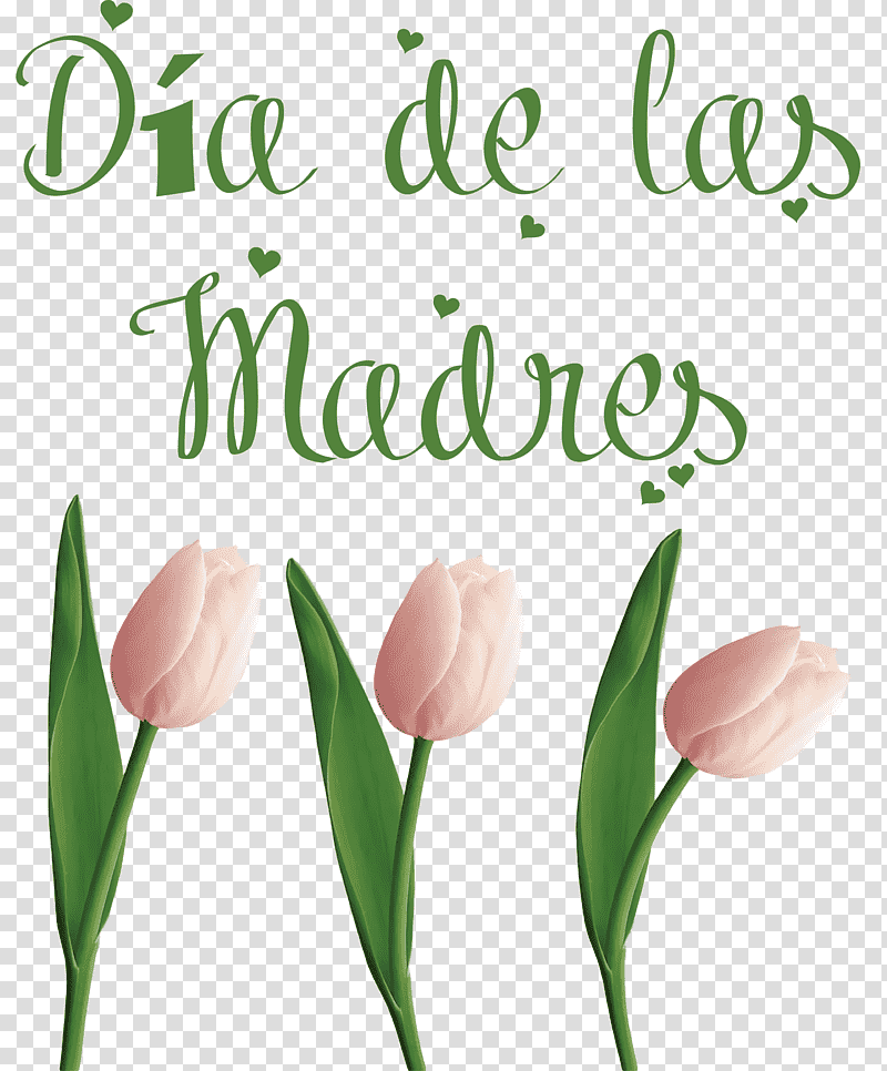 Día de las Madres Mother's Day, Christ The King, St Andrews Day, St Nicholas Day, Watch Night, Thaipusam, Tu Bishvat transparent background PNG clipart