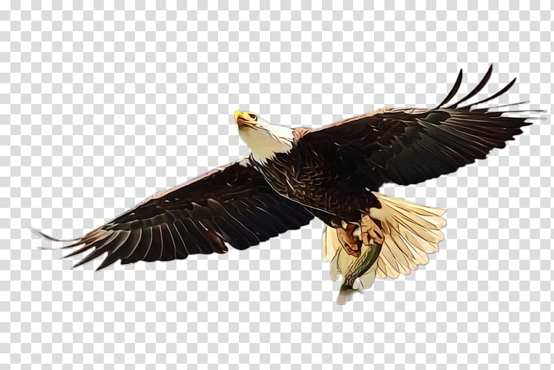 Flying Bird, Flying Eagle, Soaring Eagle, Bald Eagle, Hawk, Vulture, Beak, Falcon transparent background PNG clipart