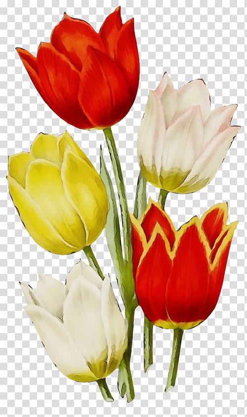 flower petal tulip cut flowers red, Watercolor, Paint, Wet Ink, Plant, Tulipa Humilis, Plant Stem, Lily Family transparent background PNG clipart