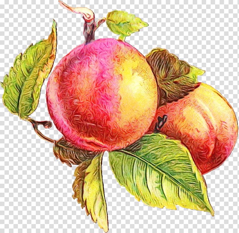 Fruit tree, Watercolor, Paint, Wet Ink, Apple, Juice, Star Apple, Peach transparent background PNG clipart