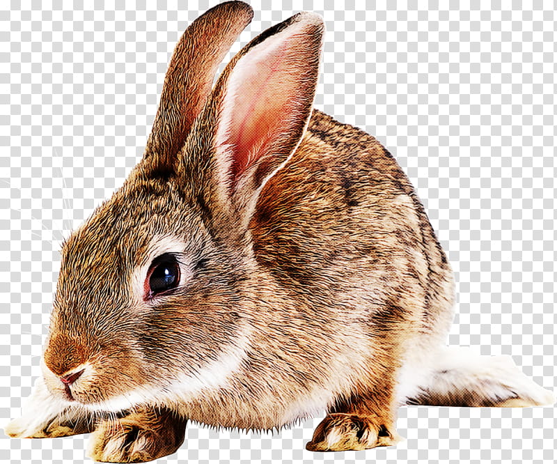 rabbit mountain cottontail rabbits and hares hare audubon's cottontail, Audubons Cottontail, Lower Keys Marsh Rabbit, Wildlife, Wood Rabbit, Snout, Snowshoe Hare, Ear transparent background PNG clipart
