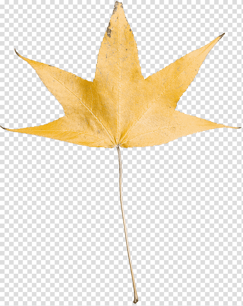 leaf maple leaf / m plant science biology, Maple Leaf M, Plant Structure transparent background PNG clipart