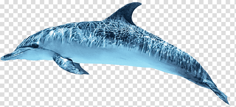 dolphin rough-toothed dolphin spinner dolphin short-beaked common dolphin white-beaked dolphin, Roughtoothed Dolphin, Shortbeaked Common Dolphin, Whitebeaked Dolphin, Striped Dolphin, Wholphin, Cetaceans transparent background PNG clipart