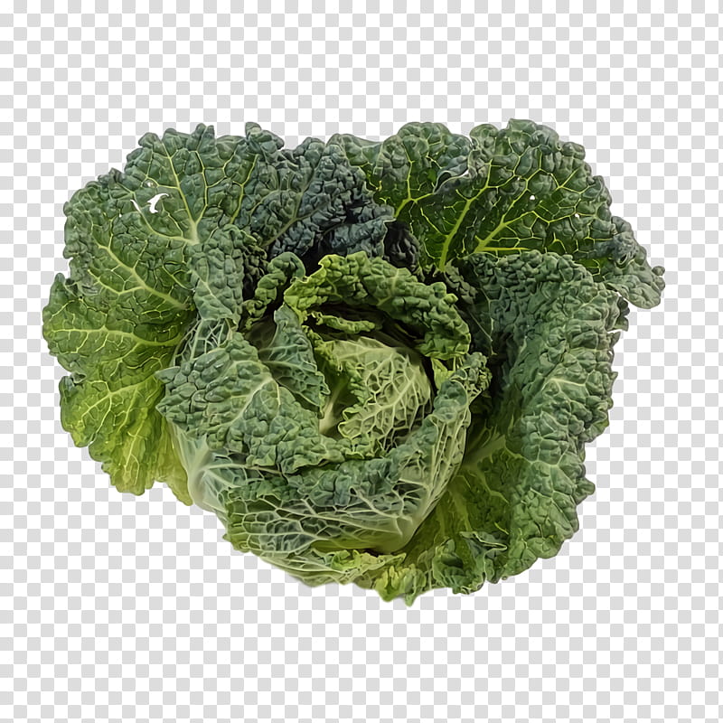 romaine lettuce spring greens savoy cabbage red leaf lettuce collard, Rapini, Broccoli, Kale, Superfood transparent background PNG clipart