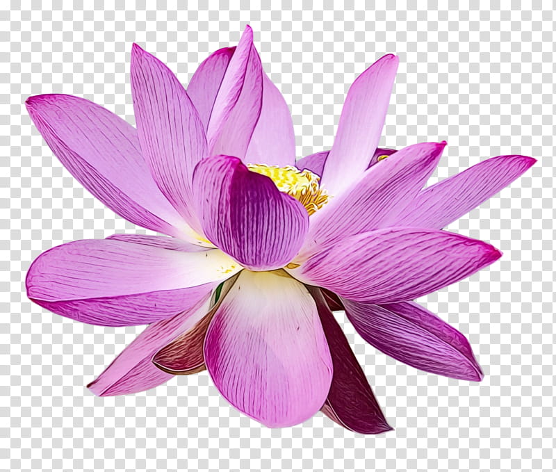 sacred lotus herbaceous plant plants lotus-m science, Lotus Flower, Summer Flower, Watercolor, Paint, Wet Ink, Lotusm, Biology transparent background PNG clipart