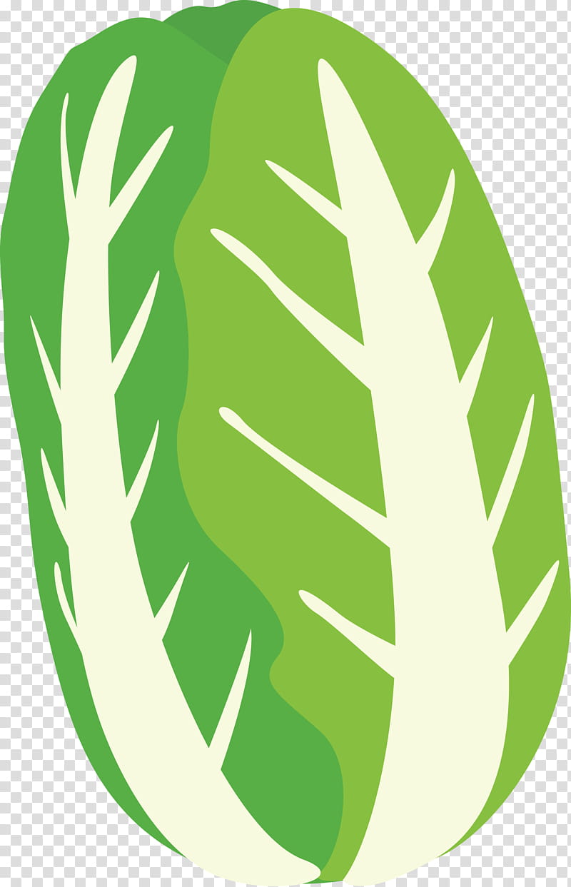 nappa cabbage, Green, Leaf, Monstera Deliciosa, Plant, Logo transparent background PNG clipart