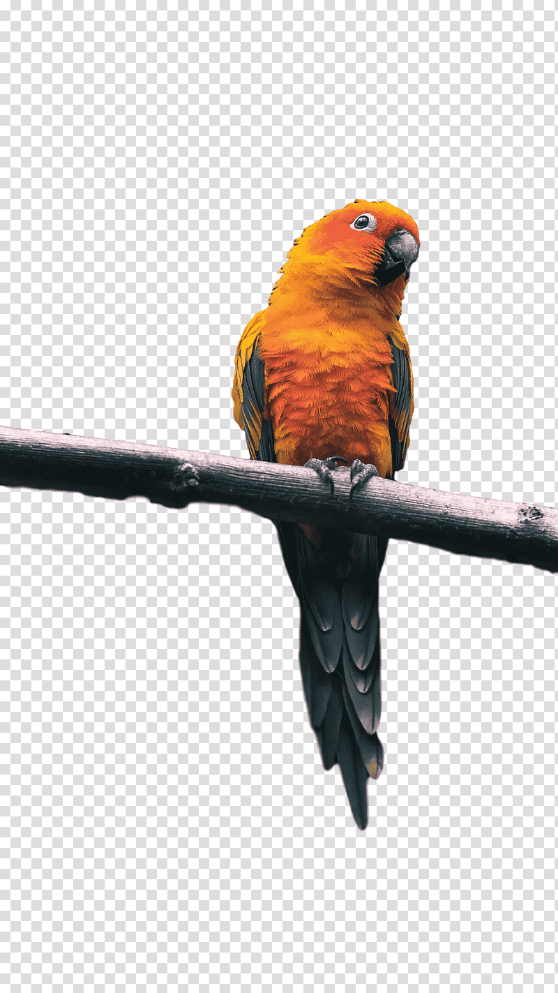 Lovebird, Macaw, Loriini, Rainbow Lorikeet, Parakeet, Feather, Beak transparent background PNG clipart