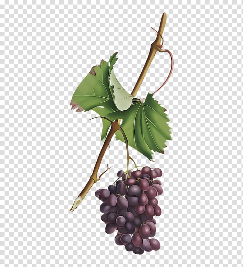 grape grapevines plants fruit superfood, Grape Seed Extract, Twig, Grape Seed Extract Supplement, Biology, Science transparent background PNG clipart