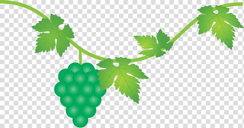 grape grapes fruit, Leaf, Plant, Green, Flower, Grape Leaves, Vitis, Grapevine Family transparent background PNG clipart