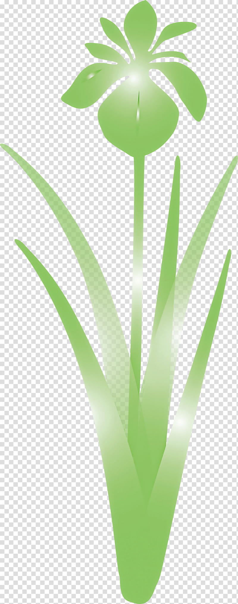 iris flower spring flower, Iris Flower, Green, Leaf, Plant, Grass, Tulip transparent background PNG clipart