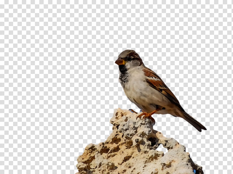 bird beak sparrow house sparrow finch, Watercolor, Paint, Wet Ink, Perching Bird, Songbird, Falconiformes transparent background PNG clipart