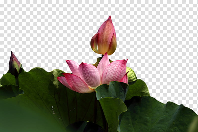 sacred lotus leaf nelumbonaceae petal flora, Lotusm, Proteales, Plant Structure, Science, Biology, Plants transparent background PNG clipart