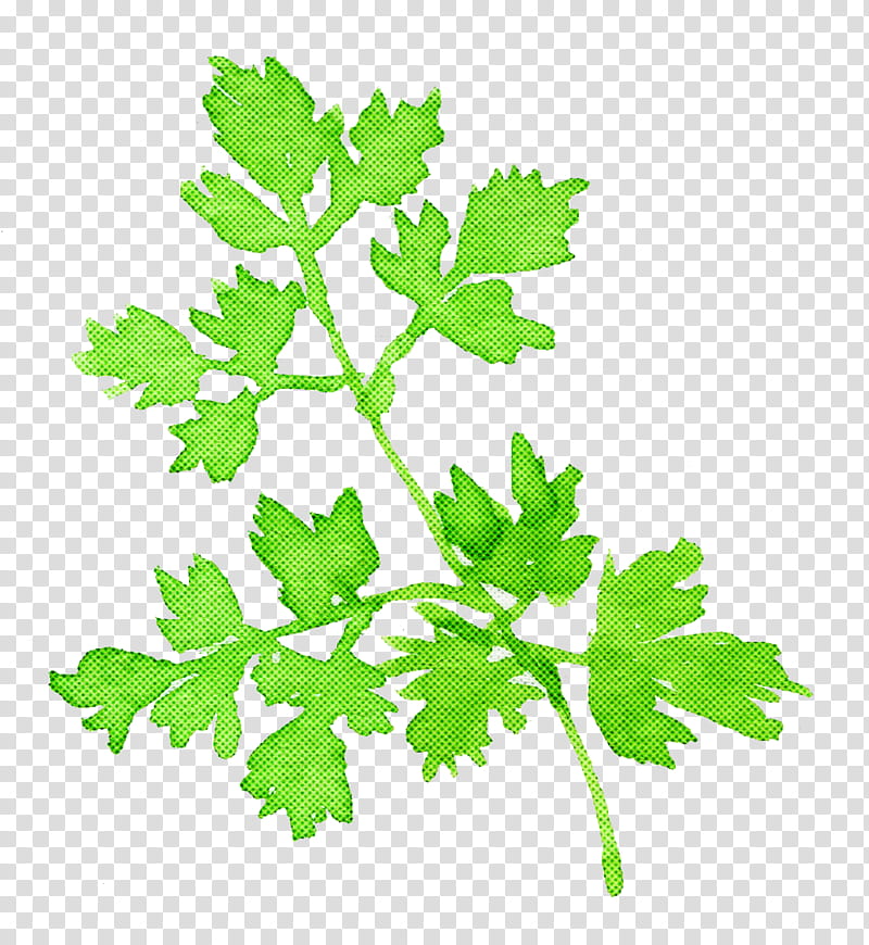 Parsley, Watercolor Chervil, Leaf, Plant, Flower, Leaf Vegetable, Coriander, Chinese Celery transparent background PNG clipart