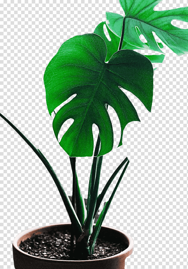 Palm trees, Arums, Leaf, Plant Stem, Houseplant, Flowerpot, Stx Chile Tm Nr Cp transparent background PNG clipart