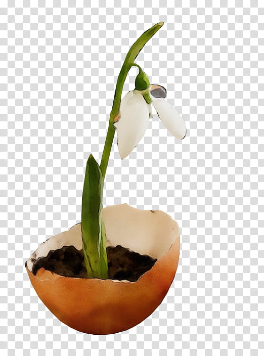 flower galanthus snowdrop plant flowerpot, Watercolor, Paint, Wet Ink, Houseplant, Cypripedium, Moth Orchid, Amaryllis Family transparent background PNG clipart